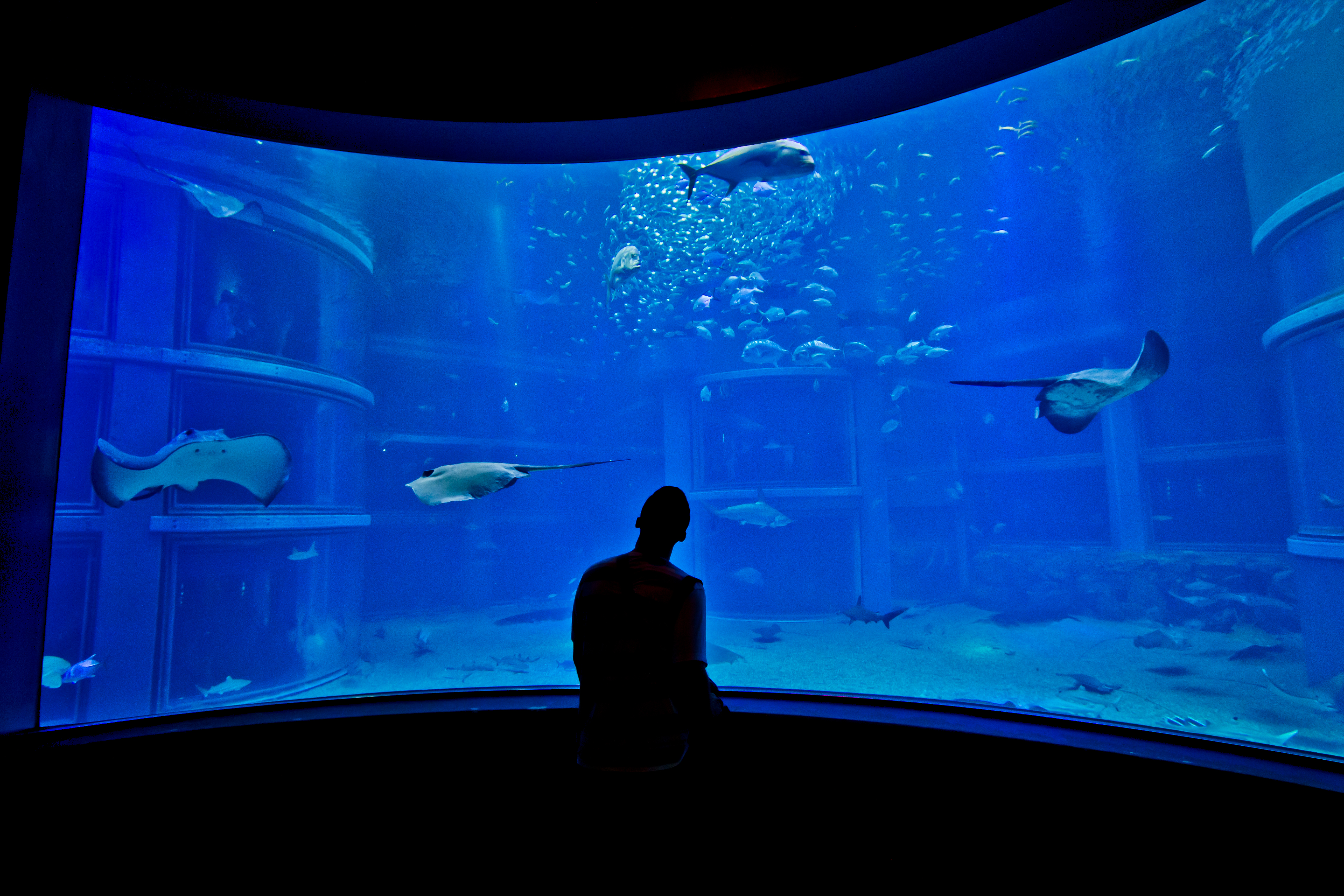 Osaka Aquarium, Osaka, Japan - Michael Sugimura